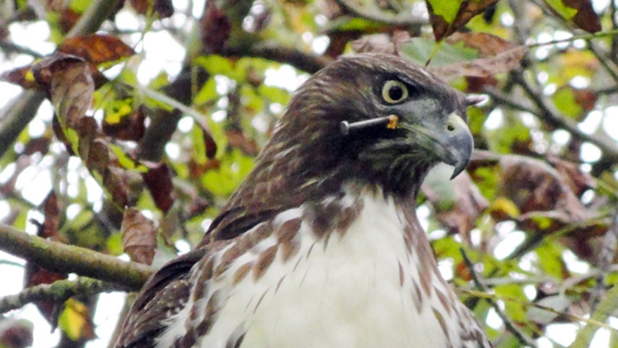 Injured Hawk.jpg